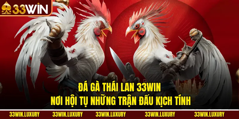 Đá Gà Thái Lan 33win – Nơi Hội Tụ Những Trận Đấu Kịch Tính